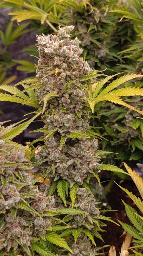 Privileged Baddie Xpertnutrients. Week 16