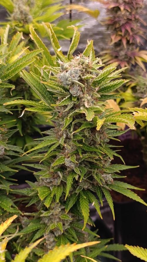 Privileged Baddie Xpertnutrients. Week 16
