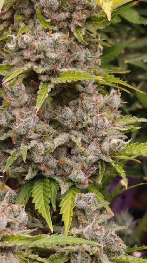 Privileged Baddie Xpertnutrients. Week 16