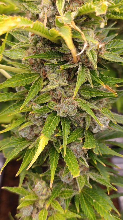 Privileged Baddie Xpertnutrients. Week 16