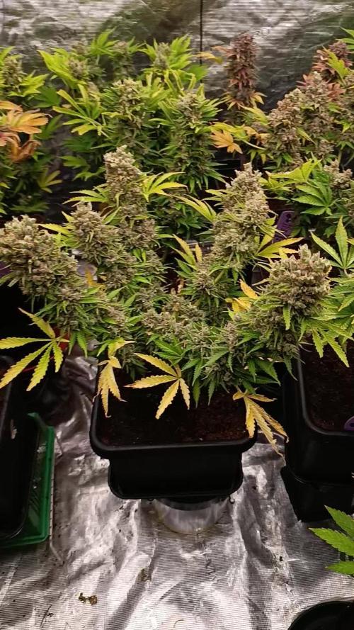 Privileged Baddie Xpertnutrients