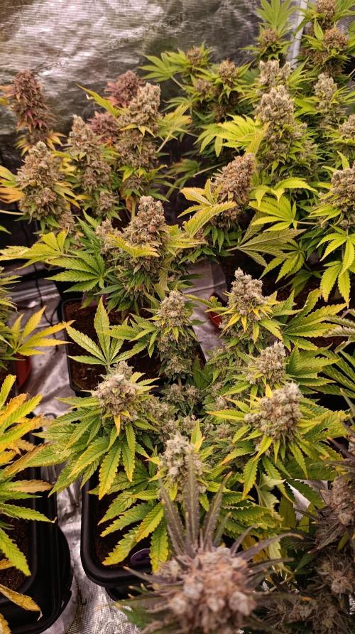 Red Banana Pudding II Marshydro. Week 16