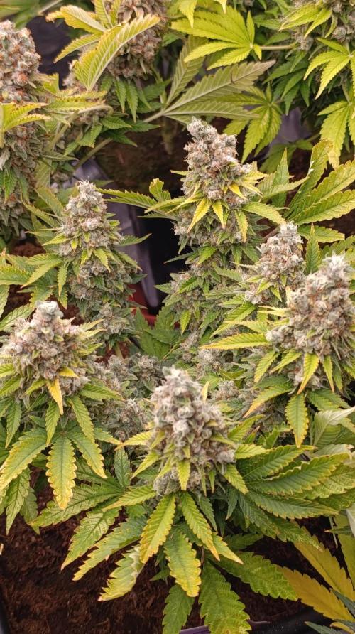Red Banana Pudding II Marshydro. Week 16