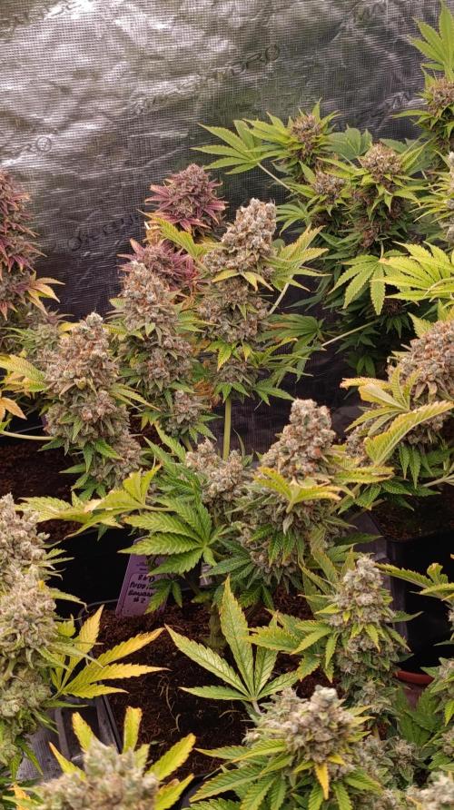 Red Banana Pudding II Marshydro. Week 16