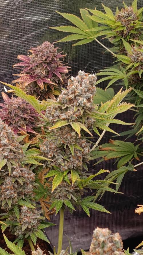 Red Banana Pudding II Marshydro. Week 16