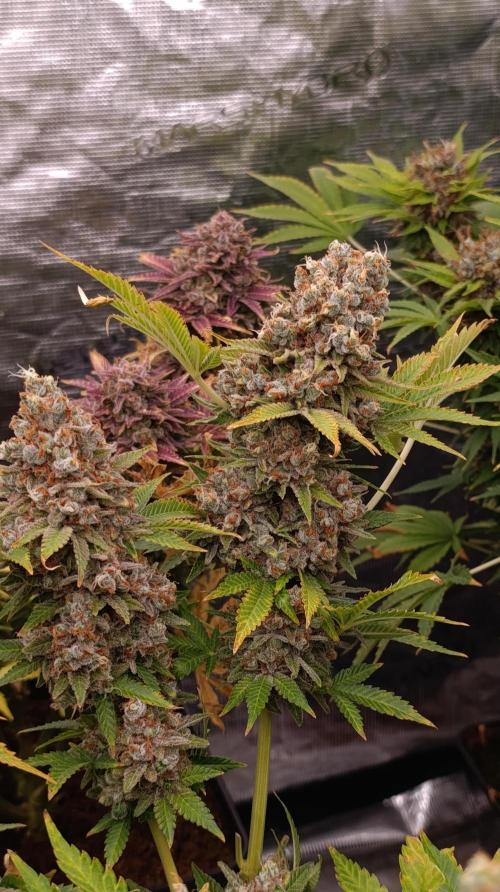 Red Banana Pudding II Marshydro. Week 16
