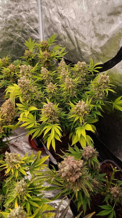 Sour Puffs Xpertnutrients. Week 16