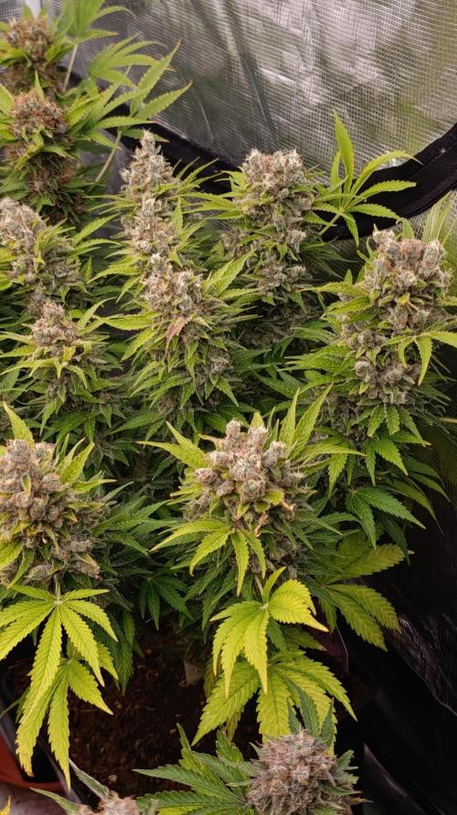Sour Puffs Xpertnutrients. Week 16