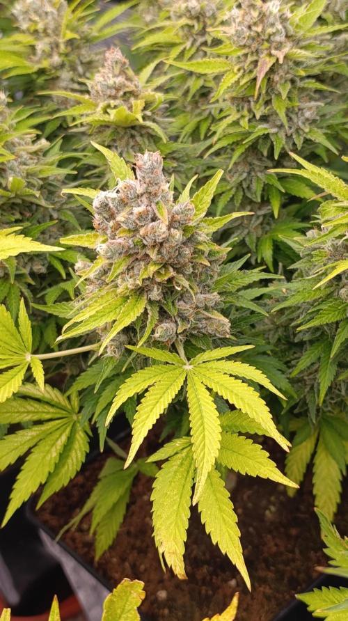 Sour Puffs Xpertnutrients. Week 16