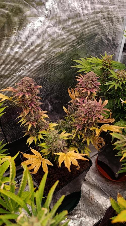 Sour Puffs Xpertnutrients. Week 16
