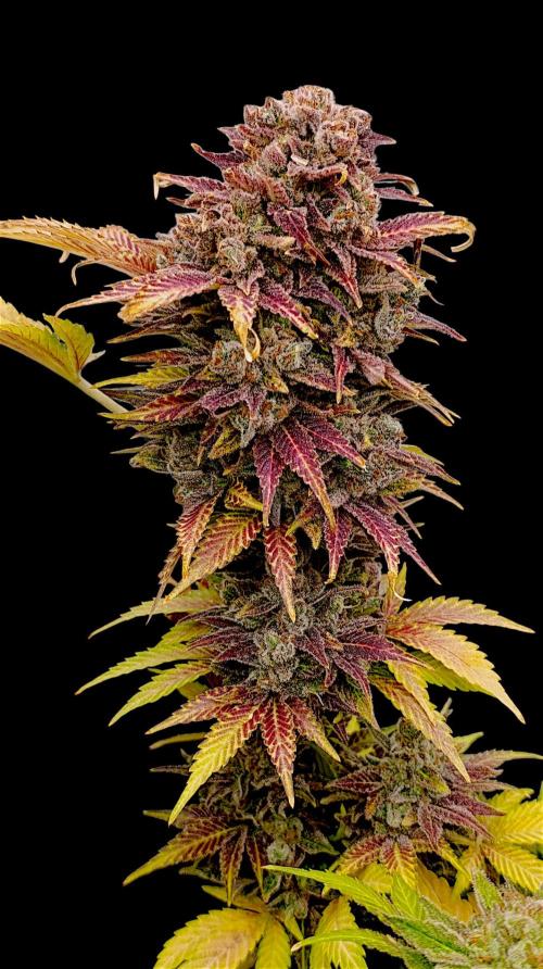 Sour Puffs Xpertnutrients. Week 16