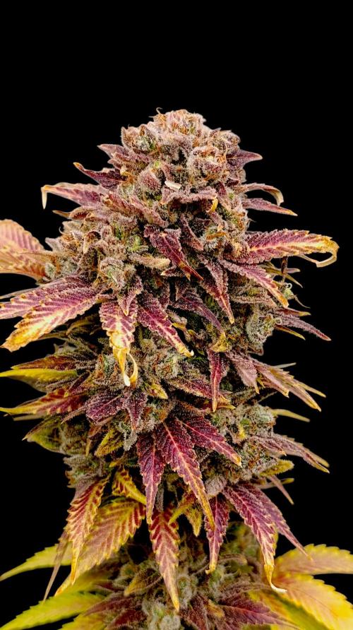 Sour Puffs Xpertnutrients. Week 16