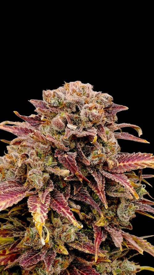 Sour Puffs Xpertnutrients. Week 16
