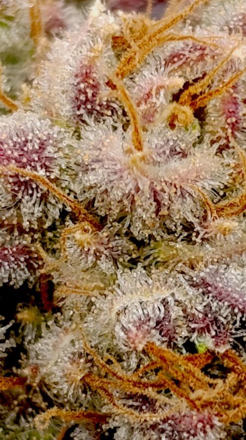 Sour Puffs Xpertnutrients. Week 16