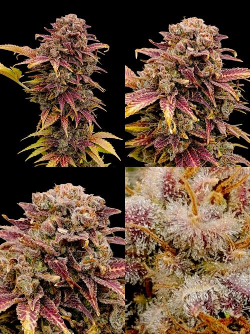 Sour Puffs Xpertnutrients. Week 16