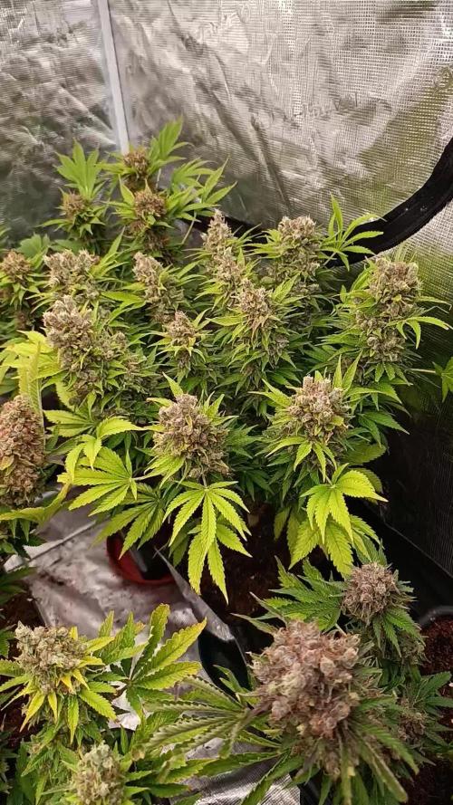 Sour Puffs Xpertnutrients