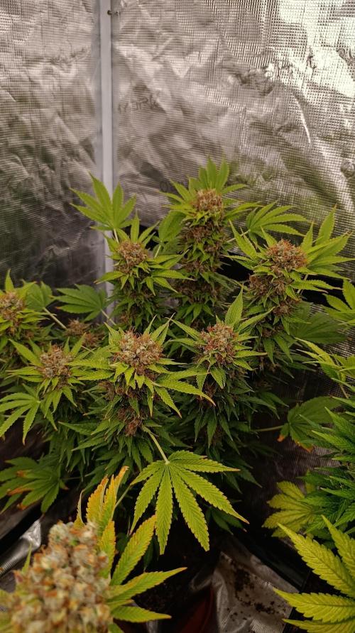Cali Crasher Marshydro. Week 16