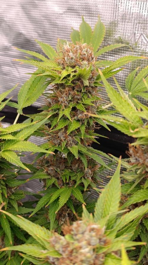 Cali Crasher Marshydro. Week 16
