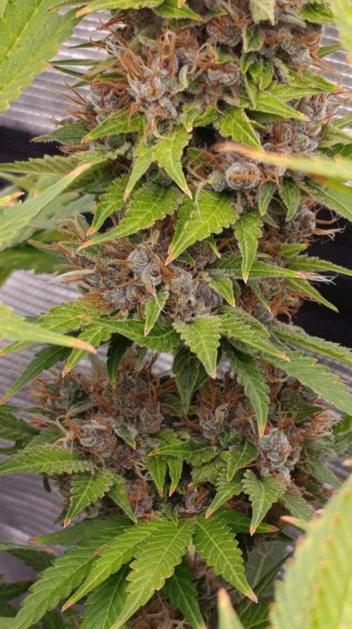 Cali Crasher Marshydro. Week 16