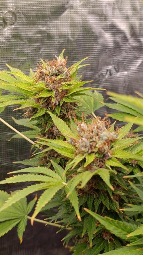 Cali Crasher Marshydro. Week 16