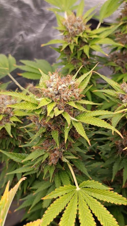 Cali Crasher Marshydro. Week 16