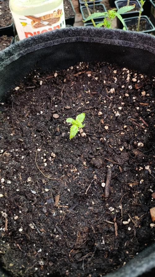 Strawberry Gorilla Rf3 Auto. Week 2