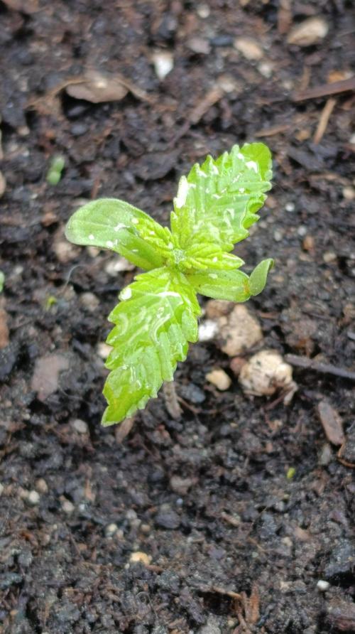 Strawberry Gorilla Rf3 Auto. Week 2
