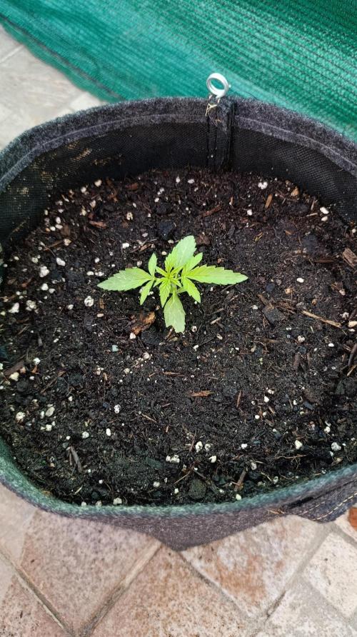 Milky Way F1 Auto. Week 3