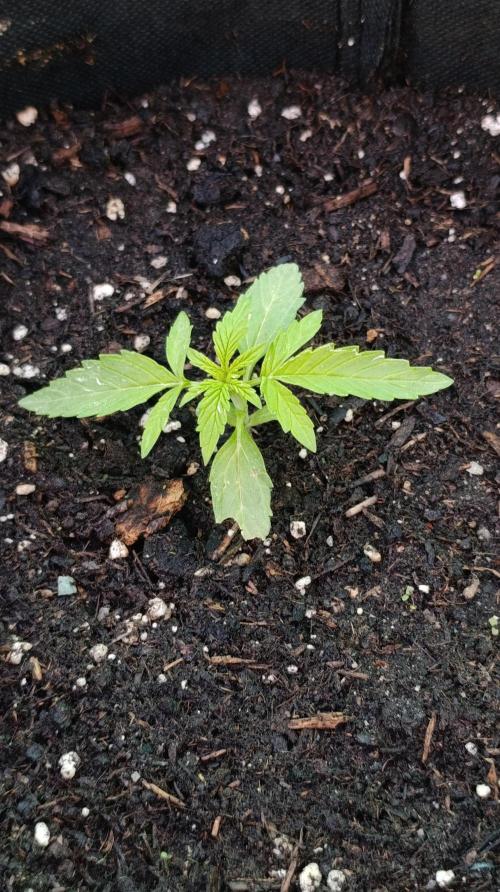 Milky Way F1 Auto. Week 3