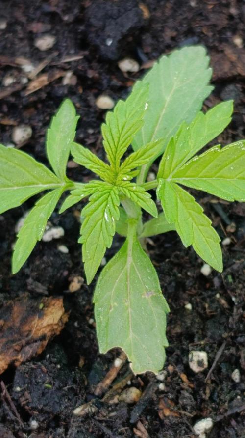 Milky Way F1 Auto. Week 3