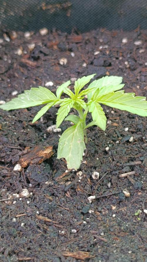 Milky Way F1 Auto. Week 3