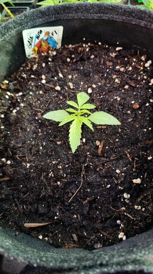 Gaia F1 Auto. Week 3