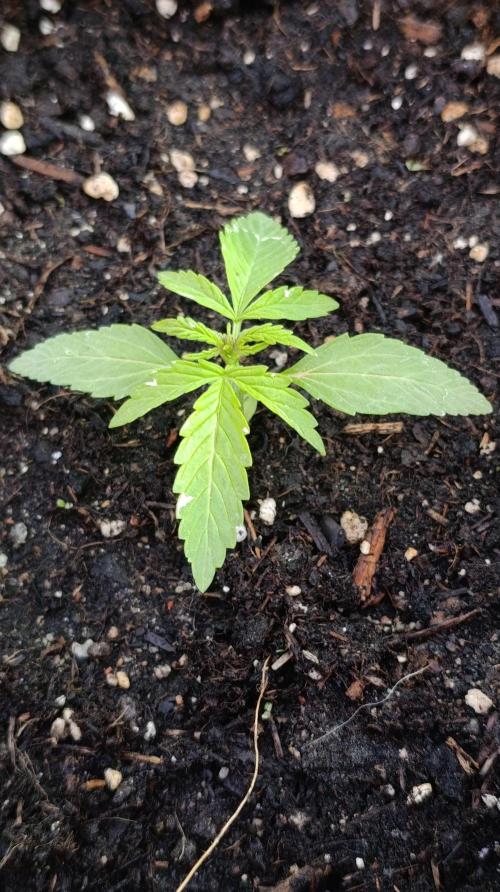 Gaia F1 Auto. Week 3