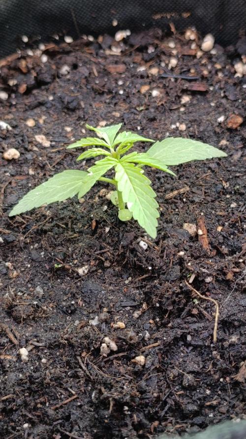 Gaia F1 Auto. Week 3