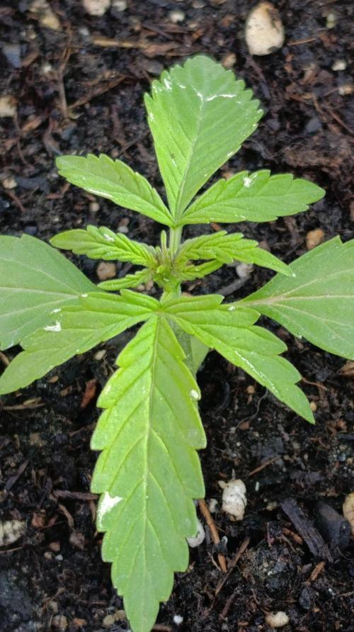 Gaia F1 Auto. Week 3
