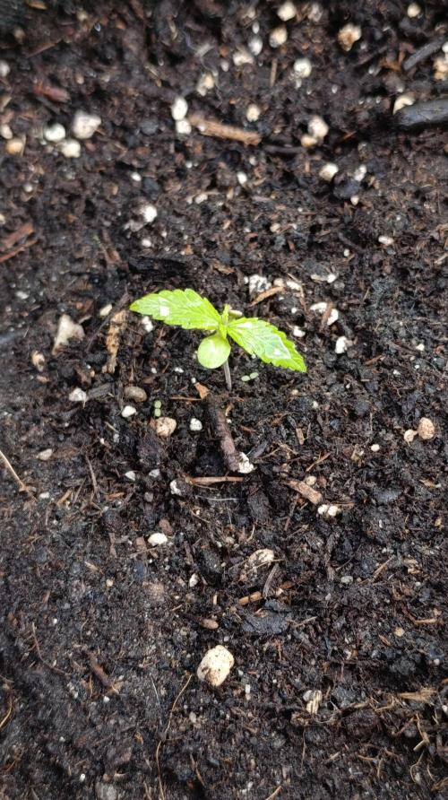 Permanent Marker XXL Auto. Week 2