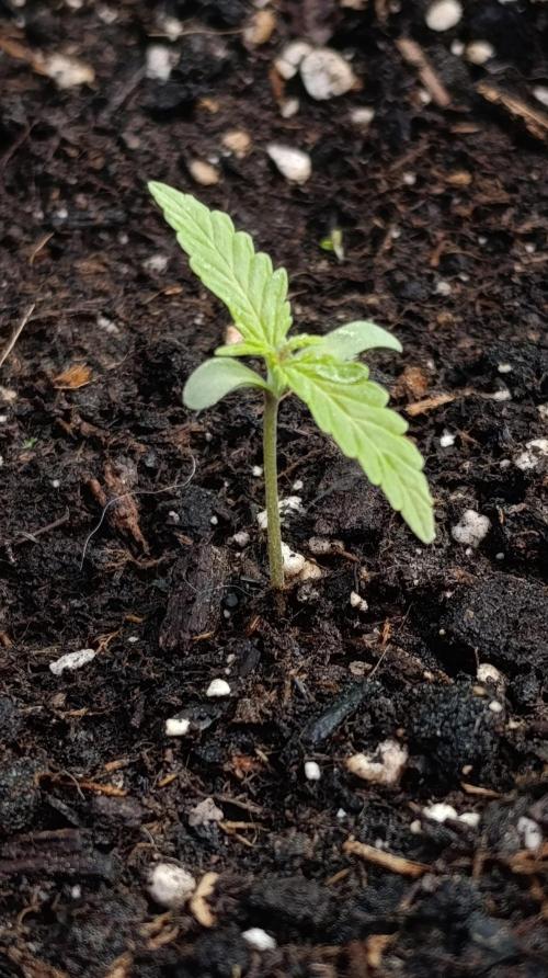 Permanent Marker XXL Auto. Week 2