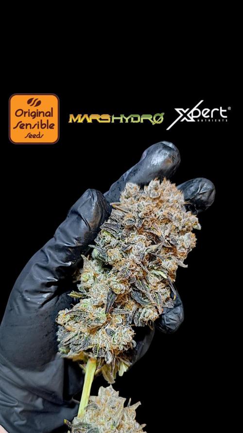 Zingatsu Xpertnutrients. Week 16