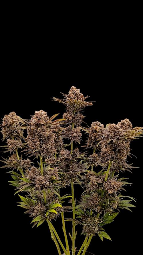 Zingatsu Xpertnutrients. Week 16