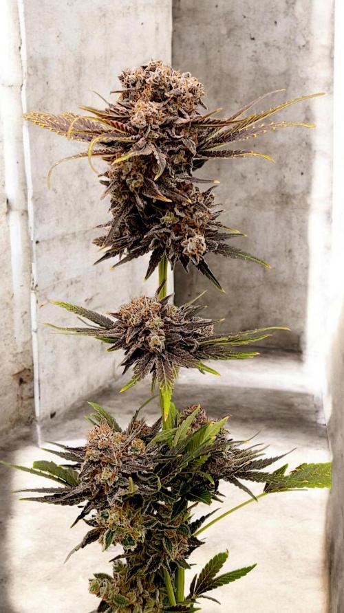 Zingatsu Xpertnutrients. Week 16