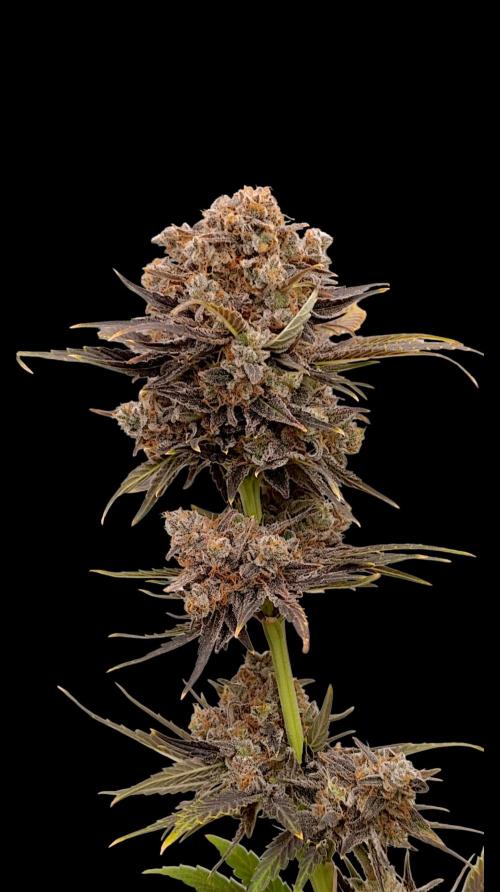 Zingatsu Xpertnutrients. Week 16