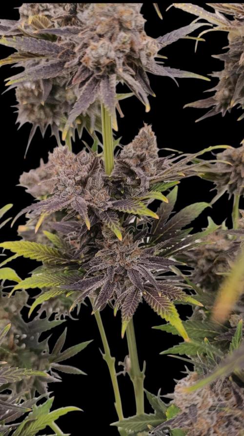 Zingatsu Xpertnutrients. Week 16