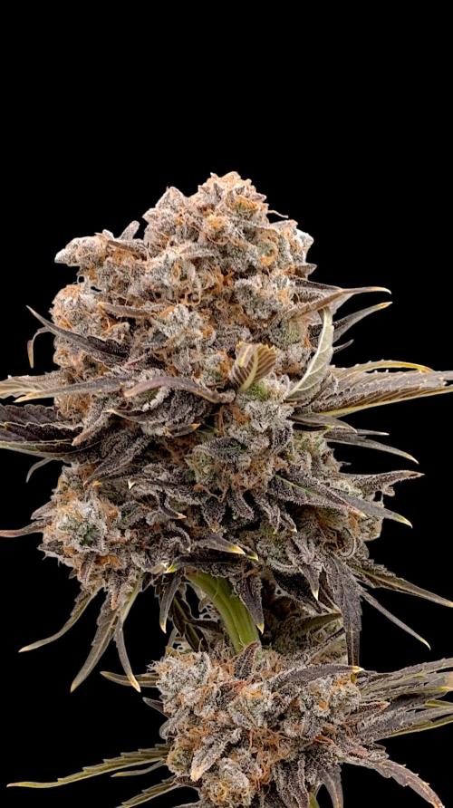 Zingatsu Xpertnutrients. Week 16