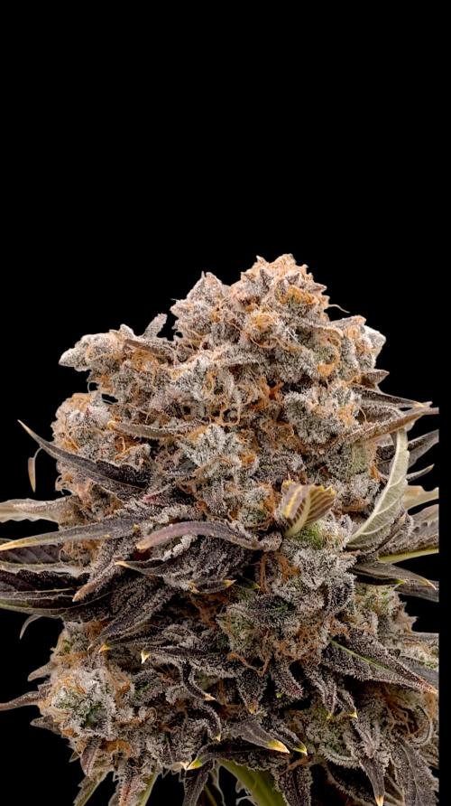 Zingatsu Xpertnutrients. Week 16