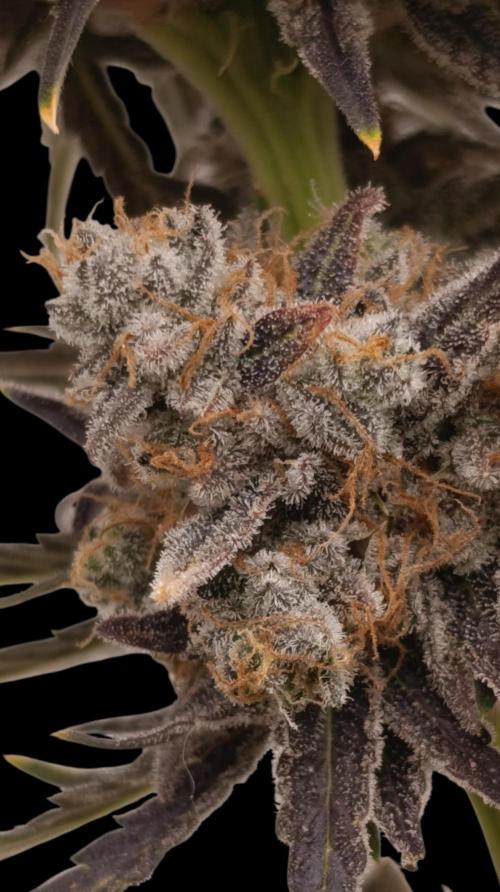 Zingatsu Xpertnutrients. Week 16