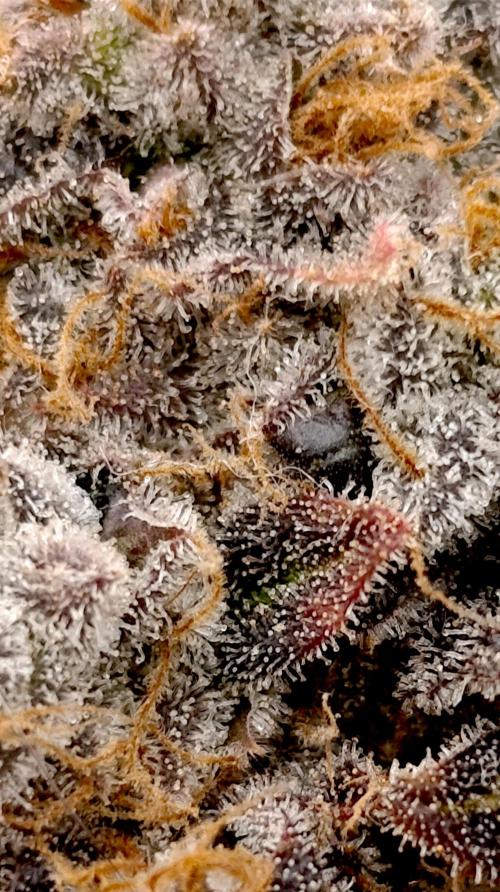 Zingatsu Xpertnutrients. Week 16