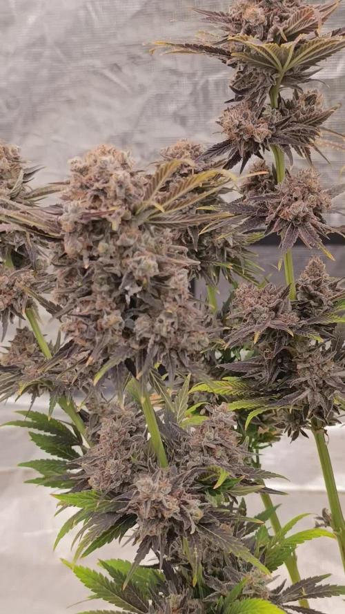 Zingatsu Xpertnutrients
