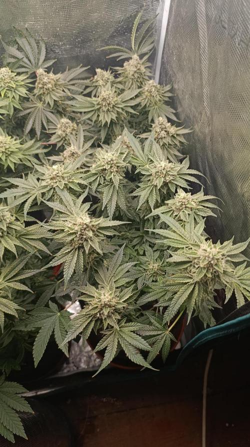 GokuZ OG Test & Marshydro. Week 14