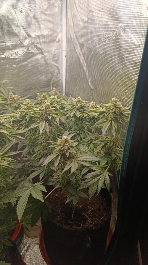 GokuZ OG Test & Marshydro. Week 14