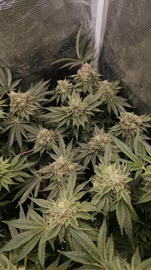 GokuZ OG Test & Marshydro. Week 14